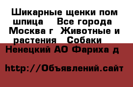 Шикарные щенки пом шпица  - Все города, Москва г. Животные и растения » Собаки   . Ненецкий АО,Фариха д.